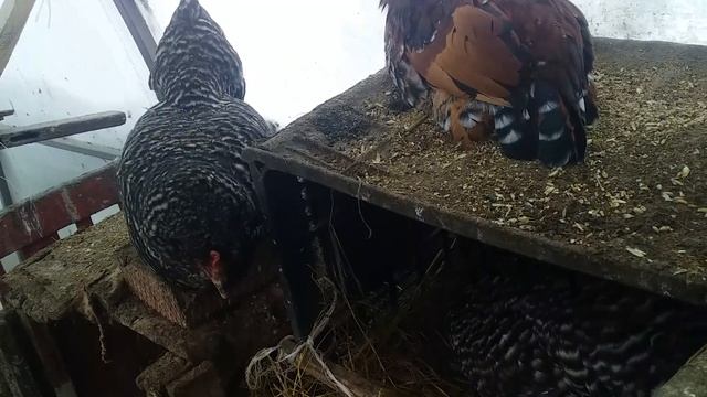 33 минуты у куриц)))Зелёные яйца#Деревенскоесело смотреть онлайн