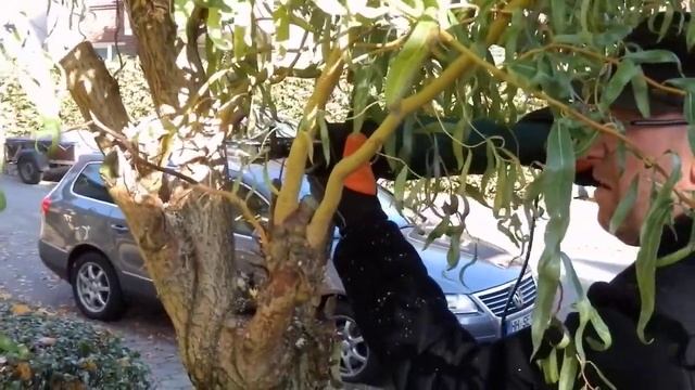 Freischneiden eine kleinen Weide mit der Bosch PSA 700 E смотреть онлайн