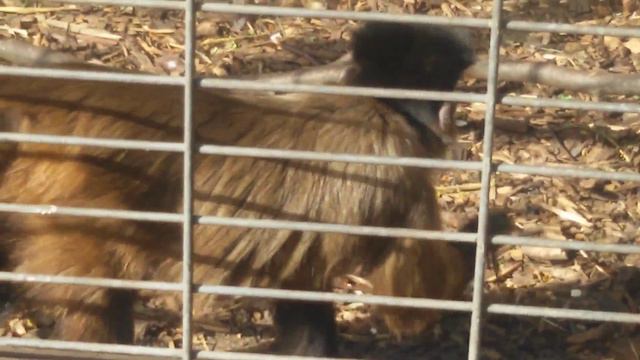 Зоопарк в Германии.Часть 1.Видео для детей.Zoo Osnabrück смотреть онлайн
