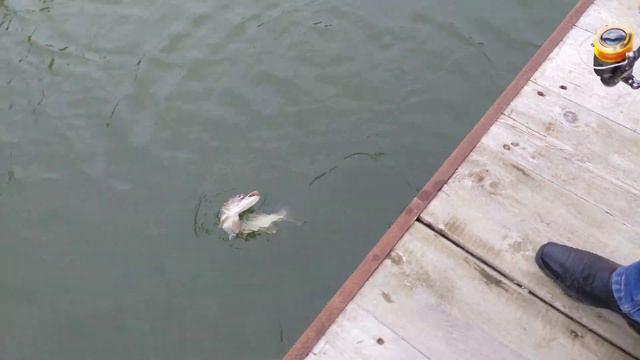 Рыбалка в Буденновске ловля щуки смотреть онлайн