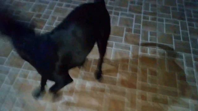 Labrador com pitbull - Kali смотреть онлайн