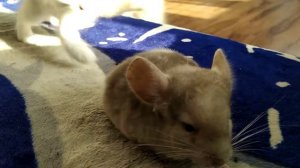 ШИНШИЛЛА ИГРАЕТ С КОТОМ  ! ШИНШИЛЛА БЕЖЕВАЯ  !