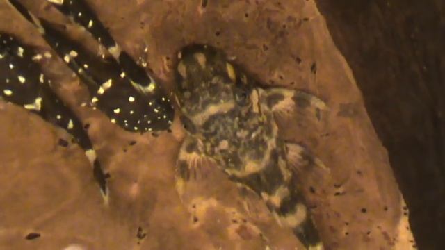 жизнь под скорлупой смотреть онлайн