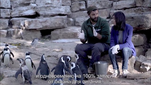 Эмили Эльхахам - нанотехнология в исследованиях окружающей среды смотреть онлайн