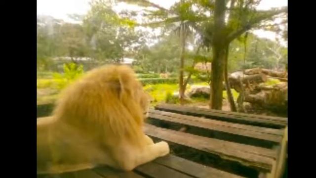 Зоопарк Кхао-Кхео Таиланд. смотреть онлайн