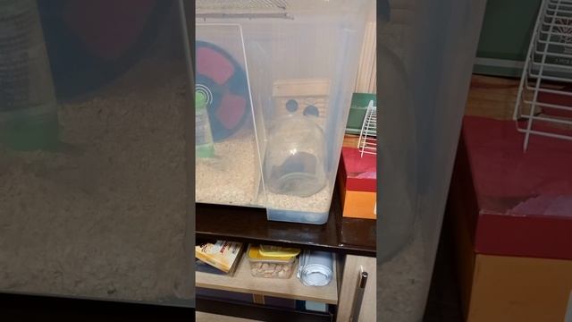 Сирийский хомяк, купается в песке