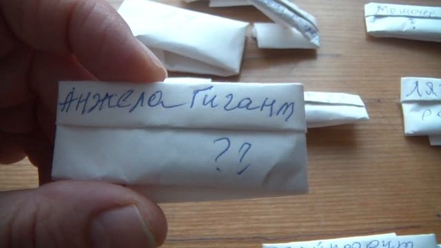 А у вас так бывает, или Что вы делаете с перепутанными семенами? смотреть онлайн