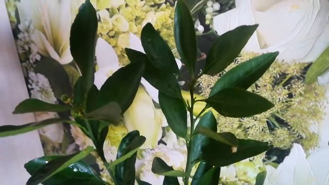 Мандарин абхазский ранний смотреть онлайн