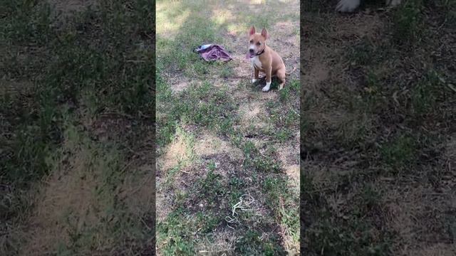 Отрабатываем команду «место» #amstaff #амстафф #dog #dogs #собака #vol #4месяца