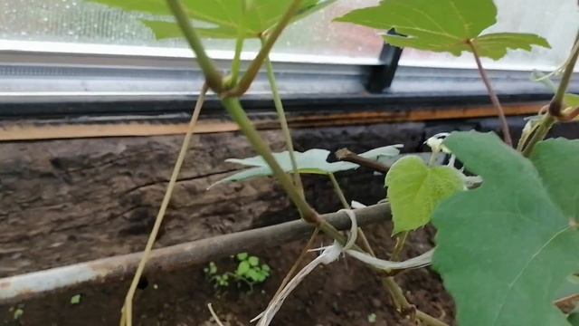 шпалеры для винограда и дынь в теплице смотреть онлайн