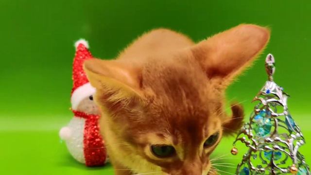 Абиссинский мальчик