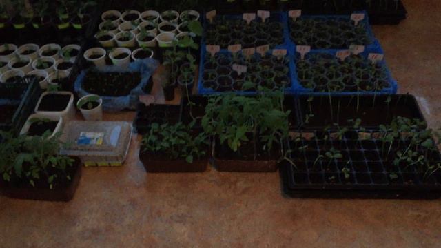 Что я буду сажать.Моя рассада