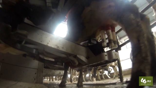 СПК «Глинское»   первая в Свердловской области Lely ферма