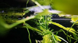 РОГОЛИСТНИК. УХОД И РАЗМНОЖЕНИЕ.