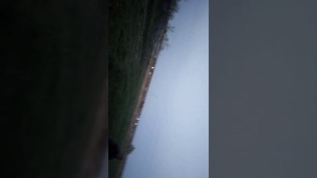 Шакал тростянь смотреть онлайн