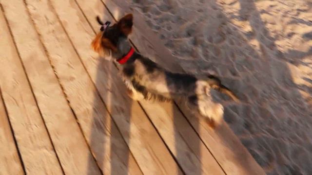 DogVlog. Едем к морю на велосипеде встречать рассвет, Одесса: Аркадия, Трасса здоровья, танкер Делф