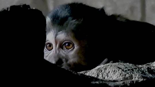 Занимательные обезьянки