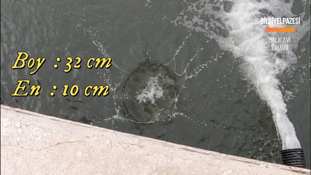 Peş Peşe BALIK AVI.SAZAN AVININ SIRRI.ŞAMANDIRALI OLTA ile Kızılırmakta Balık Avı Nasıl Yapılır #73 смотреть онлайн