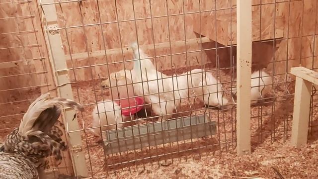 Пришла выключить свет в курятнике, а ТАМ.../Цыплятки- детки ложатся спать/Курица в плохом состоянии смотреть онлайн