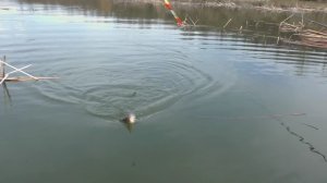 Рыбалка. Ловля карася на поплавок весной [в марте ]