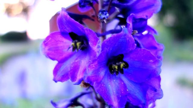 Field larkspur flowers смотреть онлайн