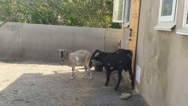 Что такое продуктивная садка? смотреть онлайн