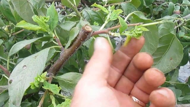 ПОЧЕМУ В АВГУСТЕ ЗАЦВЕЛА СЛИВА. Как влияет поздняя обрезка на сливу. Что нельзя делать. смотреть онлайн