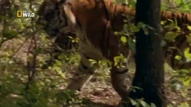 Siberian Tigers. Nat Geo Wild . Wild Nature Channel