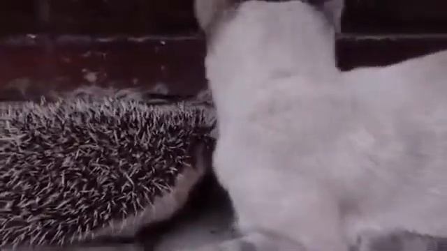 Котик и ежик друзья смотреть онлайн