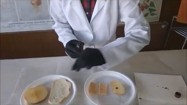 Выявление крахмала в продуктах питания смотреть онлайн