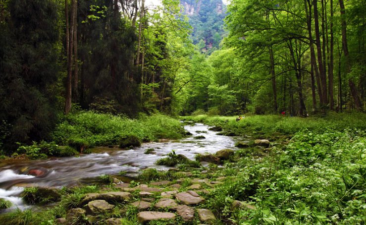 Успокаивающий ручей. Расслабляющие звуки природы ✦ Звуки леса и пение птиц ✦ Relax Sleep смотреть онлайн