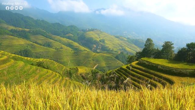 Maravillosa Música Curativa para Calmar la Mente y Aliviar los Trastornos Nerviosos🌿Energía Positiv смотреть онлайн