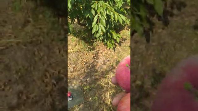 Видео обзор Яблоня Женева Эрли 2021 смотреть онлайн