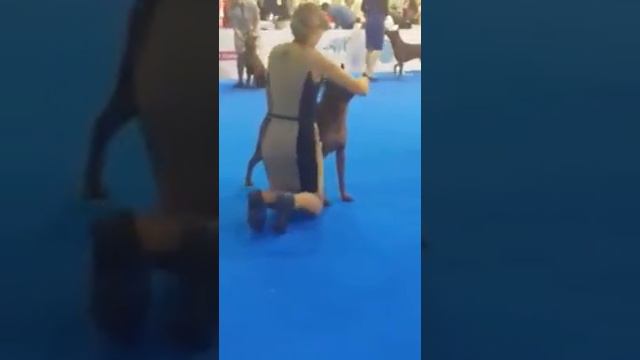 World Dog Show 2016.Speciality Show Thai ridgeback dog. Mani Daeng Lee of Lucky Star. (BOB) смотреть онлайн