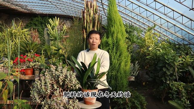 君子兰冬季别乱养，记住几个“小窍门”，叶子绿油油，开出大花剑 смотреть онлайн