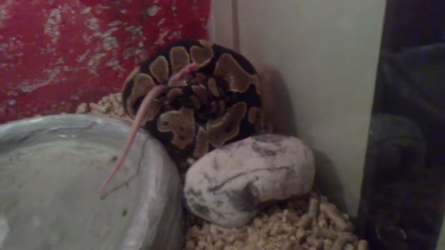 королевский питон. охота на крысу.MP4 смотреть онлайн