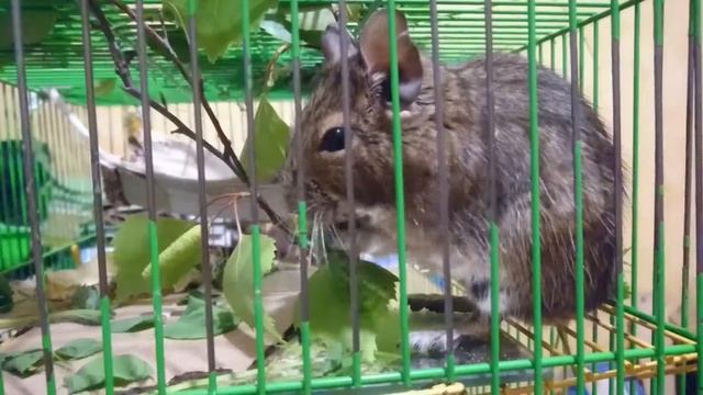 Дегу ест берёзовые почки бруньки и испугался звука двери входной смотреть онлайн