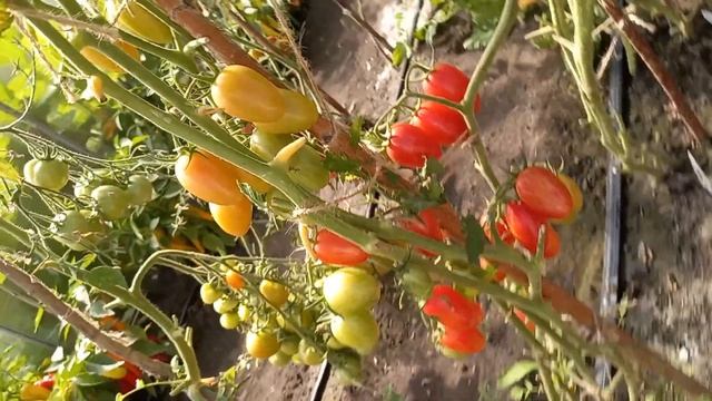 Томат Розовый Котя от Партнер и вся правда о нем, не буду выращивать больше, несмотря на урожайност смотреть онлайн