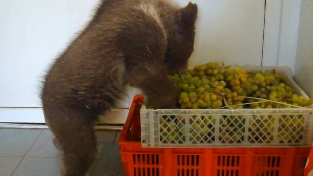 Сеня проверяет виноград смотреть онлайн