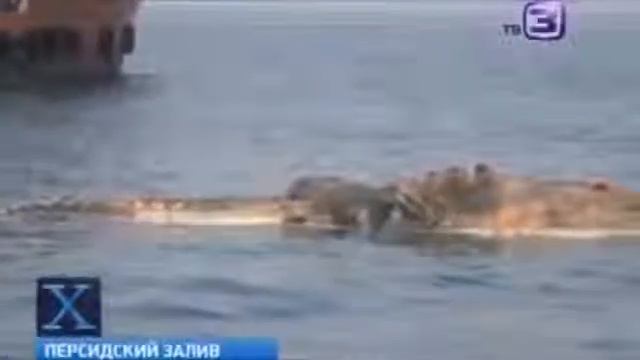 Труп гигантского доисторического чудовища всплыл в Персидском заливе!!! смотреть онлайн