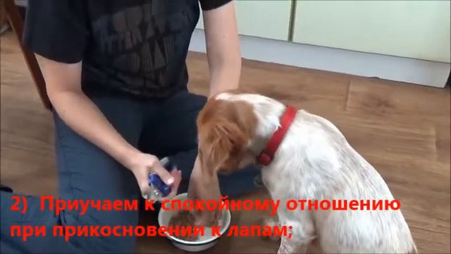 Приучение к стрижке когтей