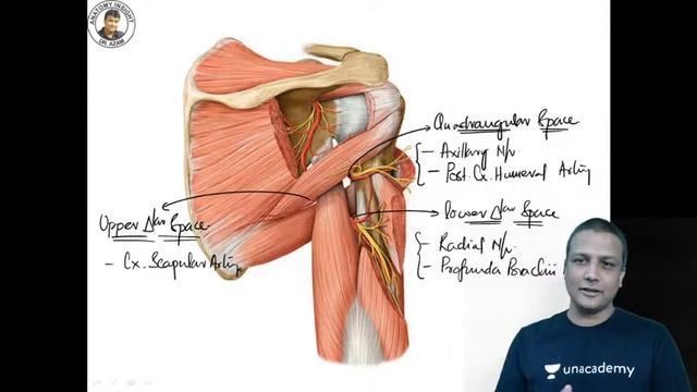 Triangles in ANATOMY | Dr. Azam смотреть онлайн