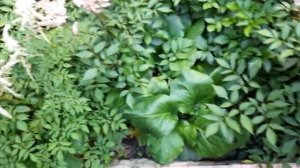 #астильба / Астильба ( лат. astilbe). Маленькие секреты  агротехники