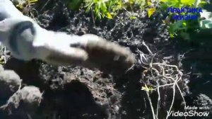 ФИОЛЕТОВЫЙ КАРТОФЕЛЬ ПОЛЕЗНЫЙ ОЧЕНЬ