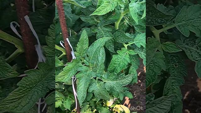 Томат «Дикий Фред» рекордсмен этого года! смотреть онлайн