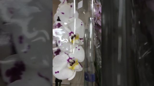 💙💛ОРХІДЕЇ Келліон Ольборг Вашингтон🤩 по 199 грн VARUS Київ #orchid #beautiful #ukraine #orchids смотреть онлайн