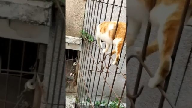 Смешные видео приколы.mp4 смотреть онлайн