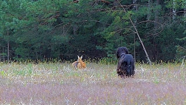 Тайган крадется к косуле смотреть онлайн