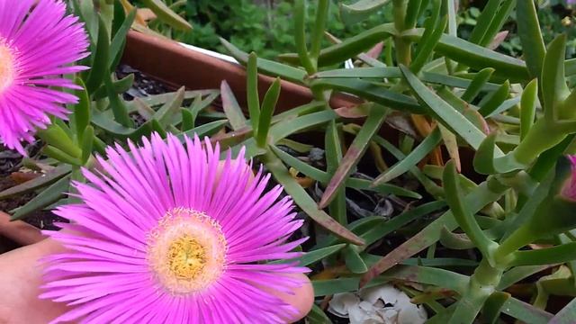 Carpobrotus edulis (Unghia di Strega) in vaso смотреть онлайн