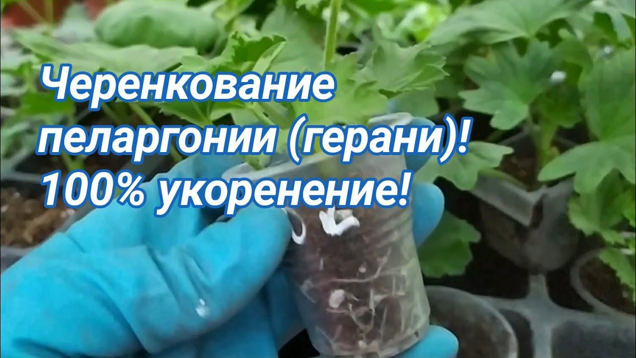 Черенкование пеларгонии (герани) быстро и просто! 100% укоренение! смотреть онлайн